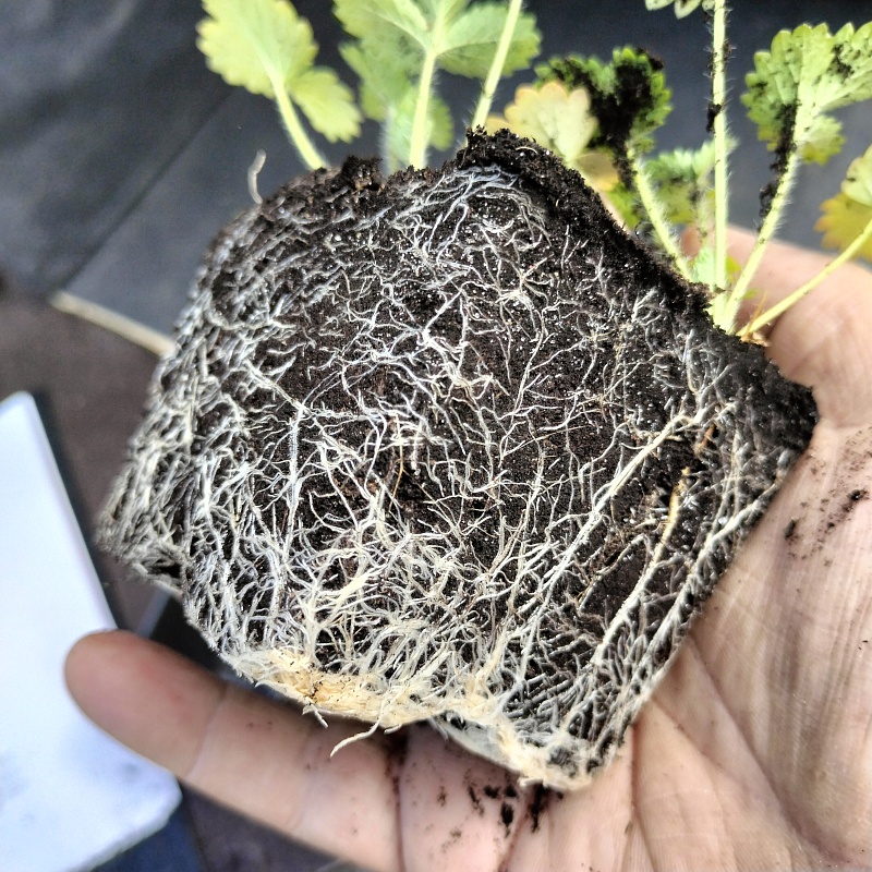 Хионодокса Люцилии Альба 1 шт Р9